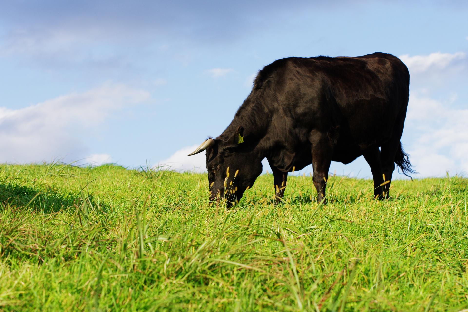良い牛をまるごと一等仕入れ！
